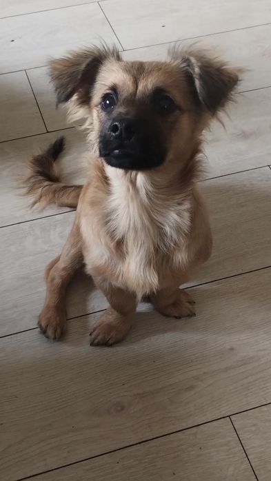 Oddam małą suczkę (rodzice york pekińczyk)