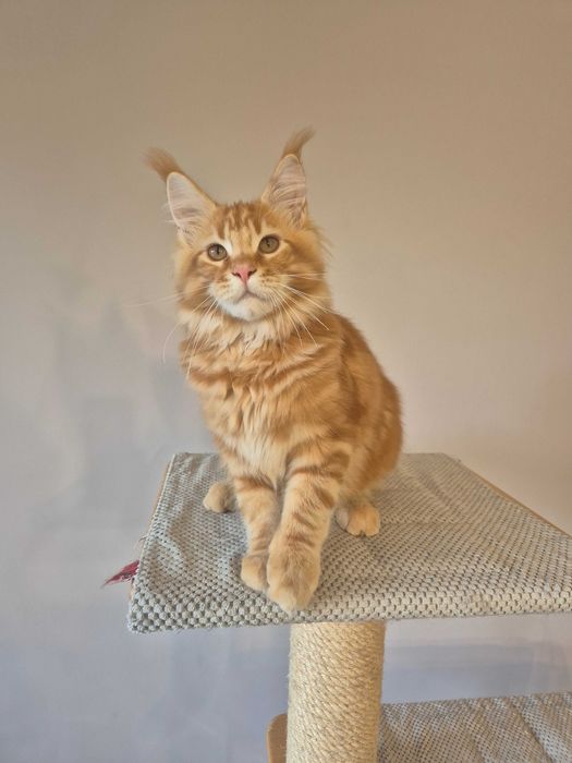 Kocurek rudy Maine coon