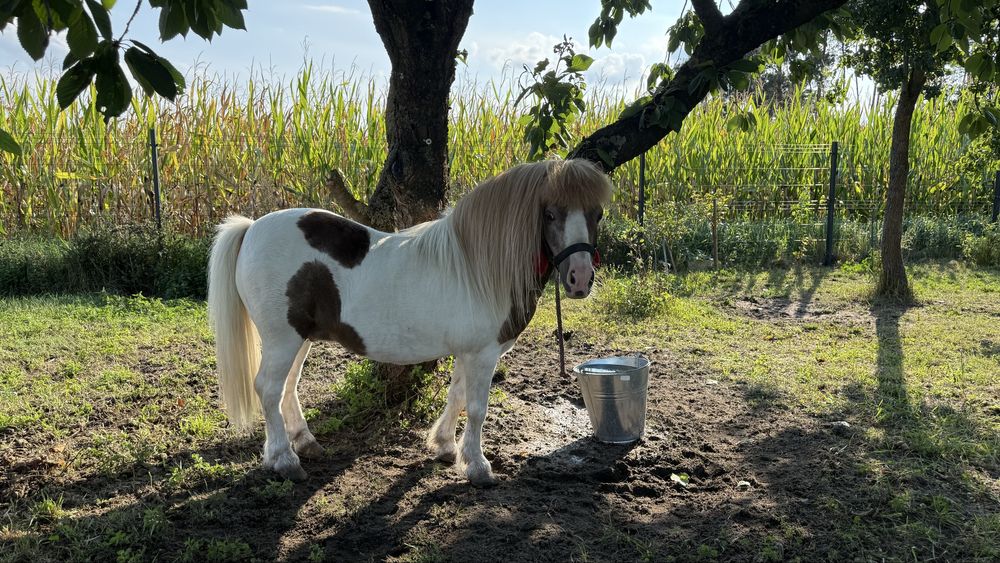 Sprzedam Ogierka kucyka