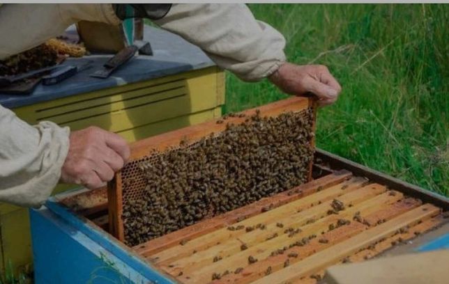 бджоли бджільництво