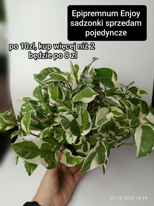 Maria Plants Epipremnum Marble Queen, Enjoy sadzonki