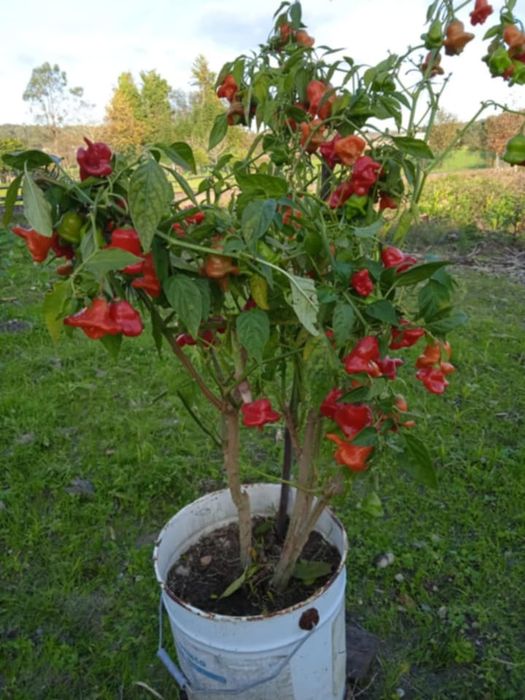 Vendo vaso com malaguetas muito picantes em forma de sinos.