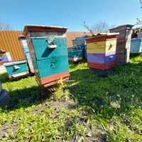 Продам вулики, рамки, бджолоінвентар