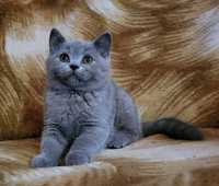 Kot brytyjski, kotka niebieska Rodowodów 5 pokoleniowy.