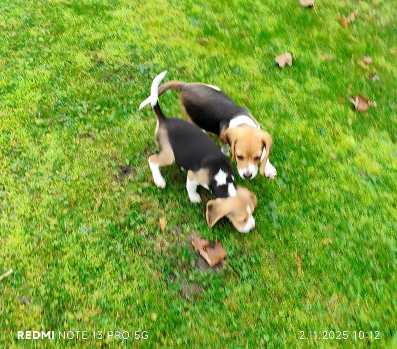 Suczka Beagle gotowa do odbioru metryka czip wyprawka 3 szczepienia