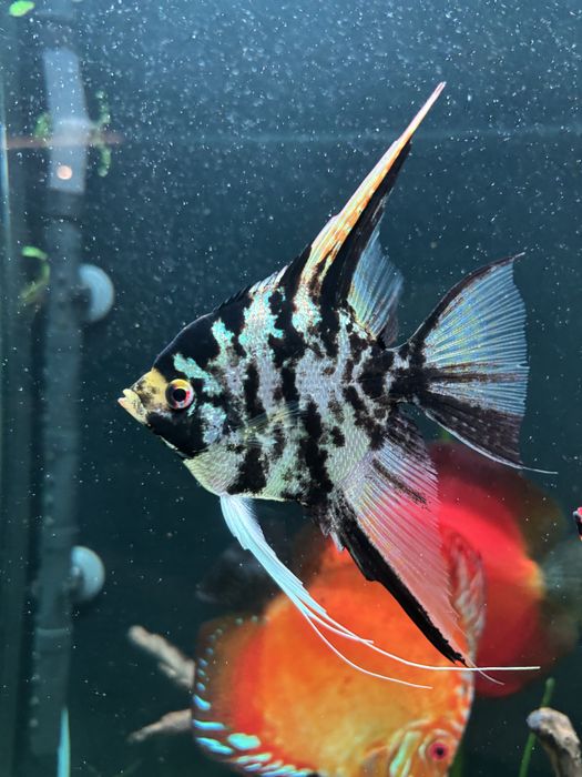 Skalary parka -red coi i marmurek