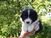 Border collie czarno- biały chłopiec