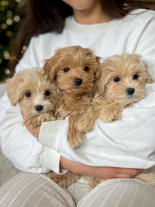 Щенки готовые к переезду мини мальтипу ф1