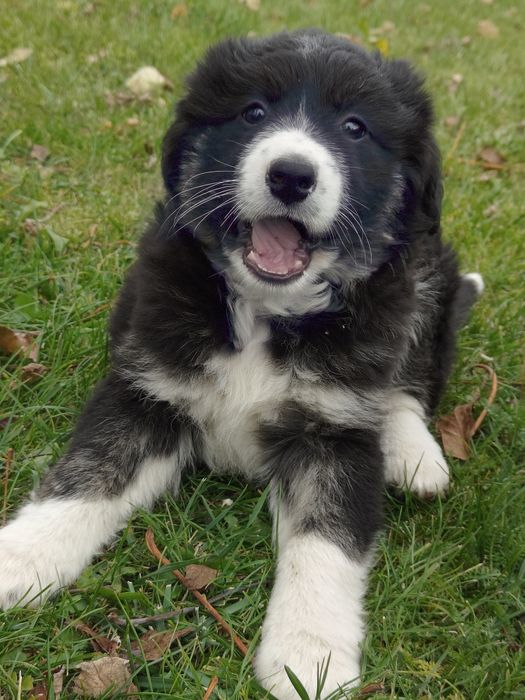 Szczeniaki do oddania-REZERWACJA