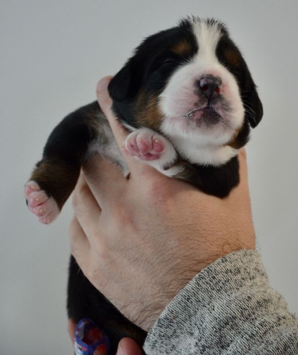 Berneński Pies Pasterski