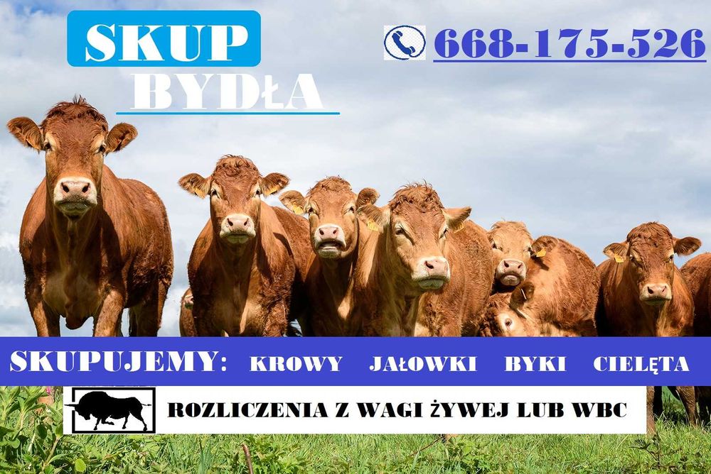 Skup bydła, żywca, zwierząt, krów, krowa, byk, jałówka, jałówek, byków