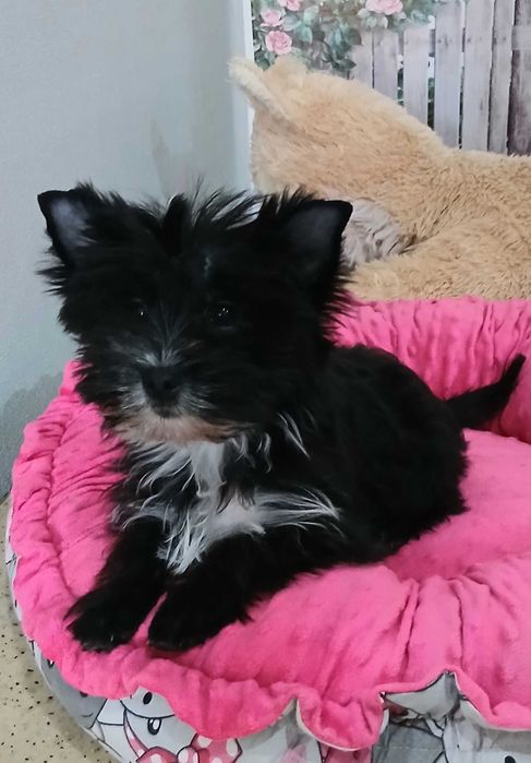 Yorkshire terrier chłopczyk Hugo