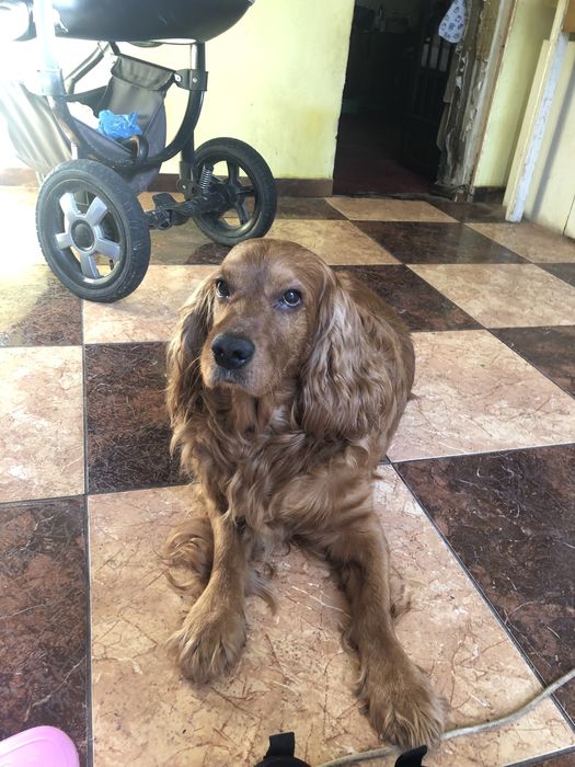 Англійський кокер спаніель