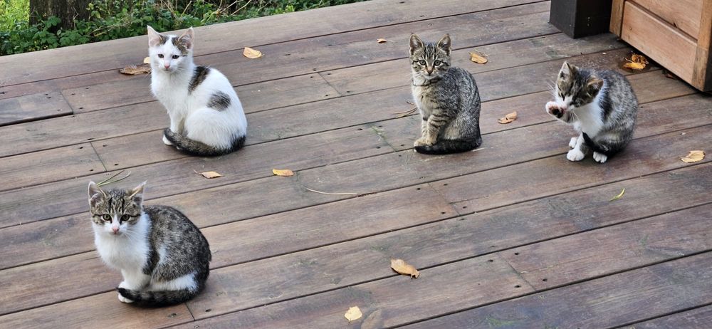 Sliczne male kotki do adopcji w Bydgoszczy i okolicach