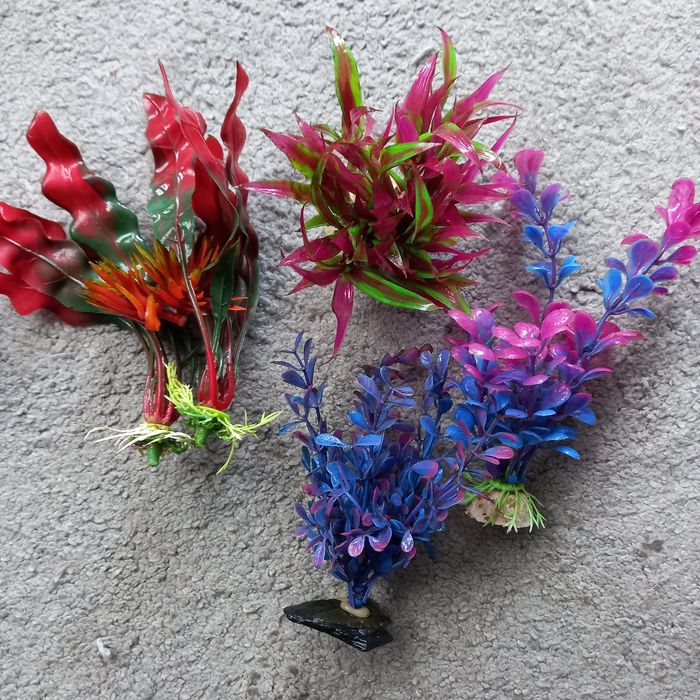 Rośliny do akwarium