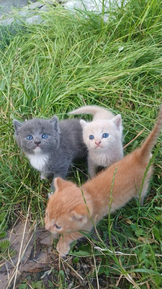 Кошенятка