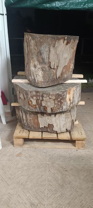 Toros de madeira,ideais para fazer mesas ou peças