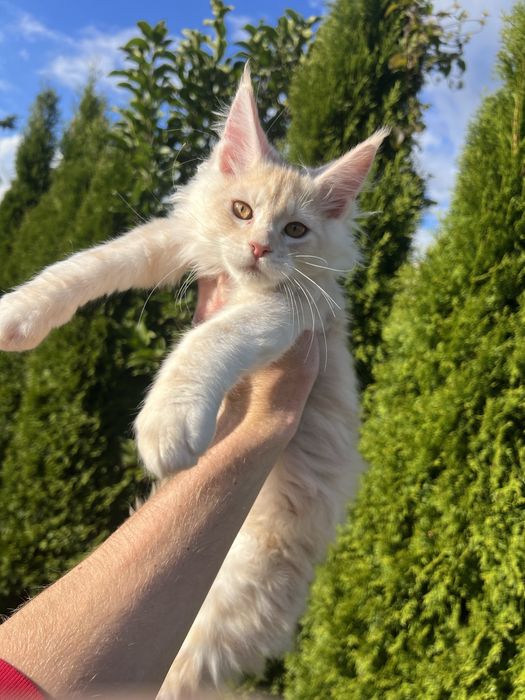 Kotka   Maine Coon  z Rodowodem