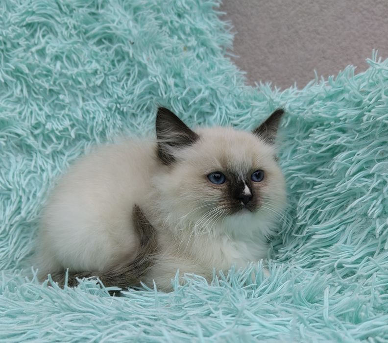 Kocurek Ragdoll      .