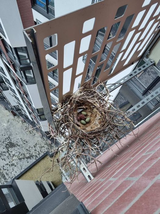 Здана квартира в Манхеттен, термінова ціна 850 у.е за м!Переуступка!