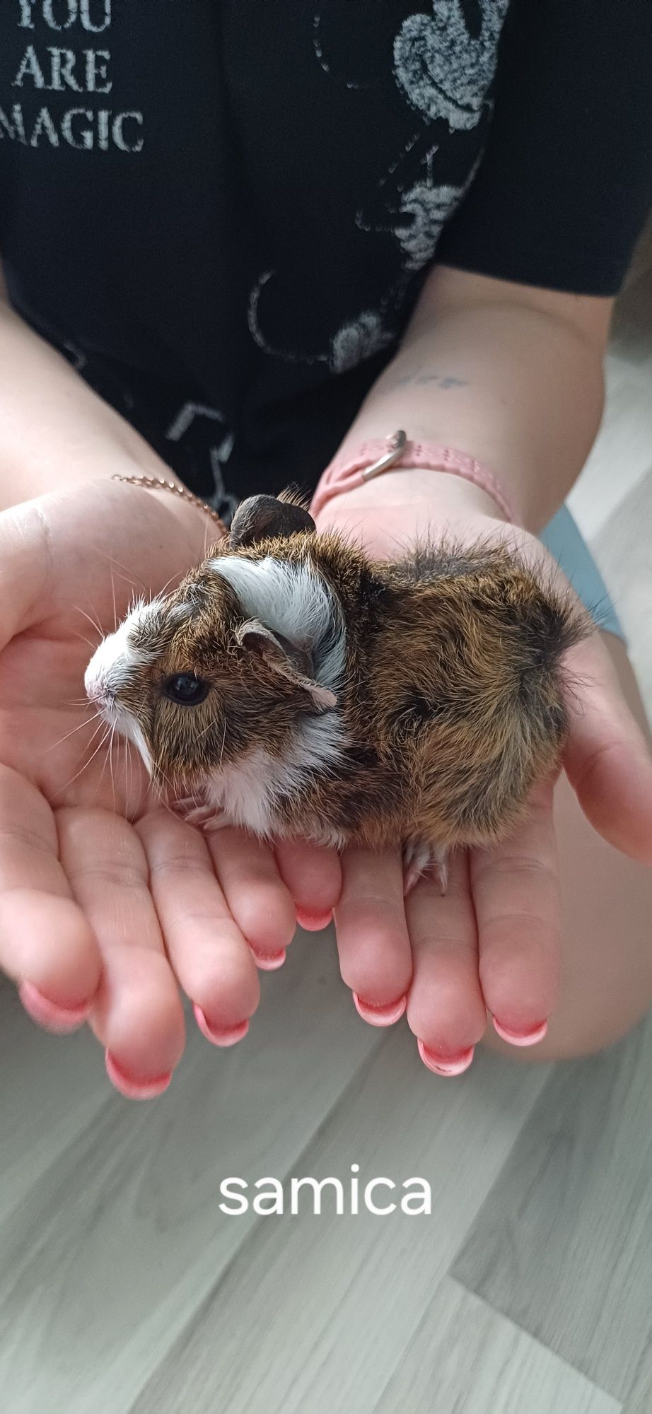 Malutkie Świnki morskie