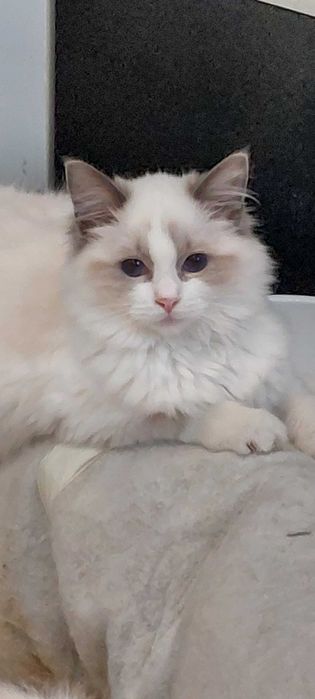Kocurek Ragdoll 3,5 miesięczny