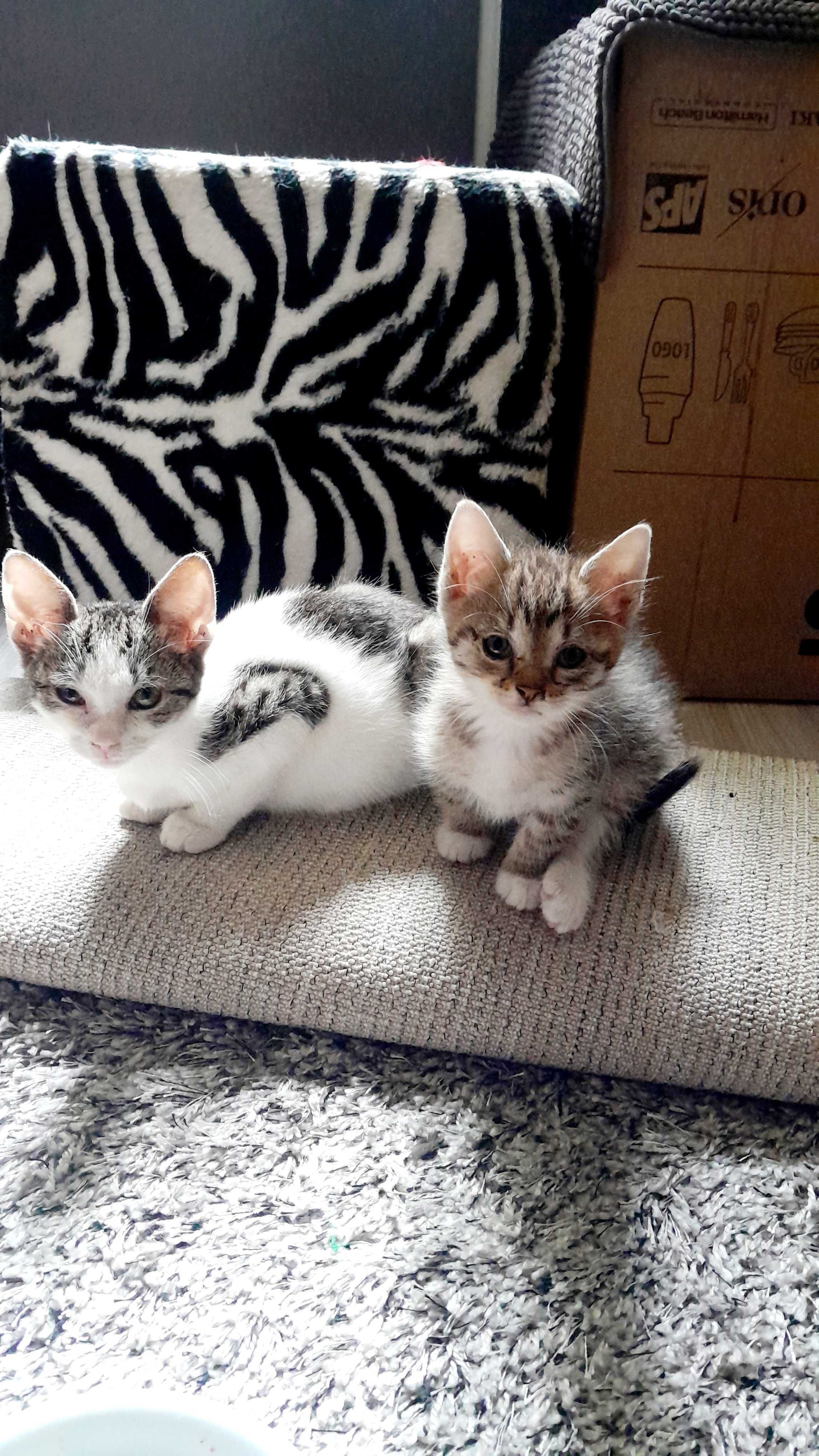 Kocięta do adopcji