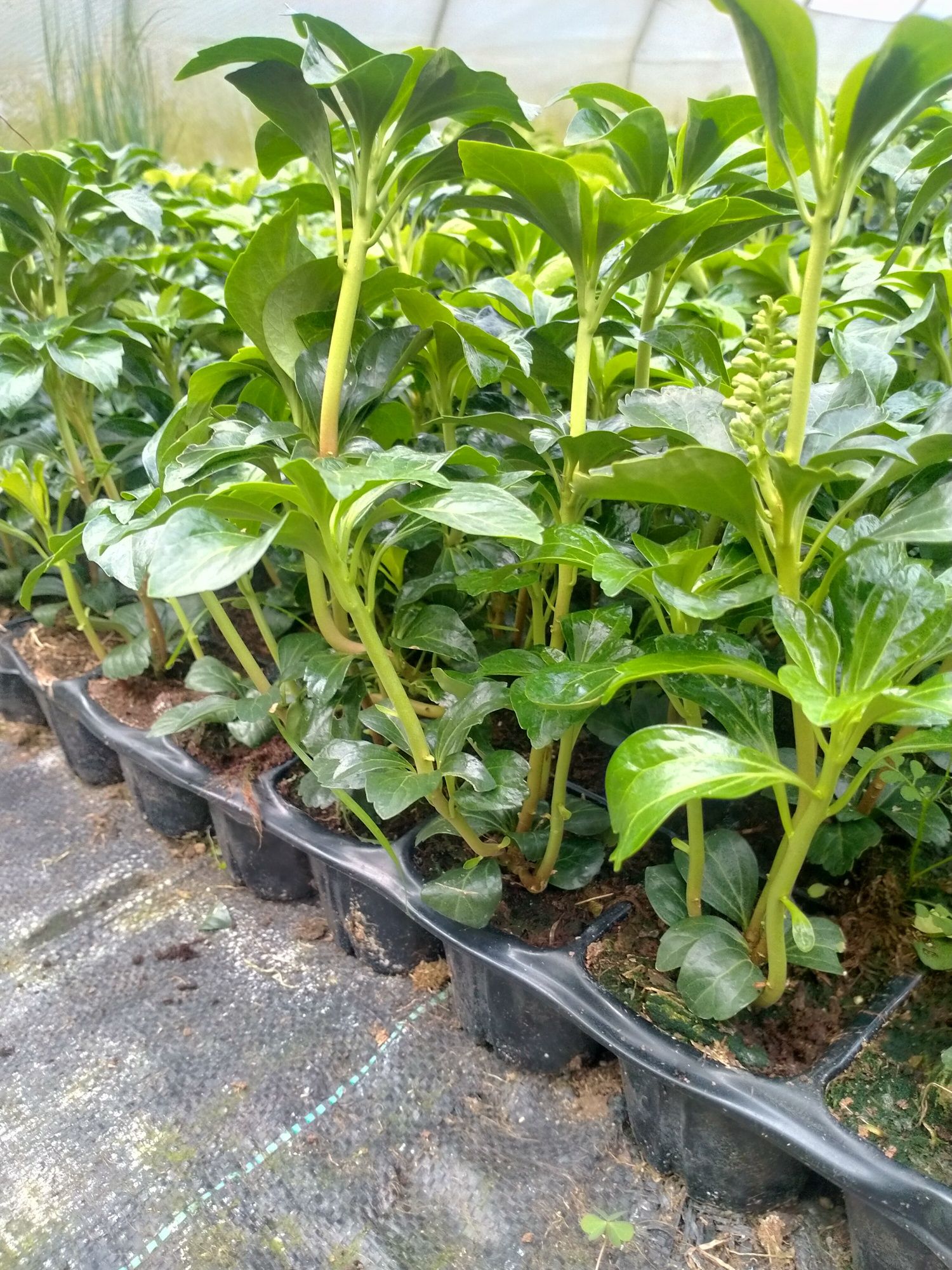 Runianka pachysandra w odmianach