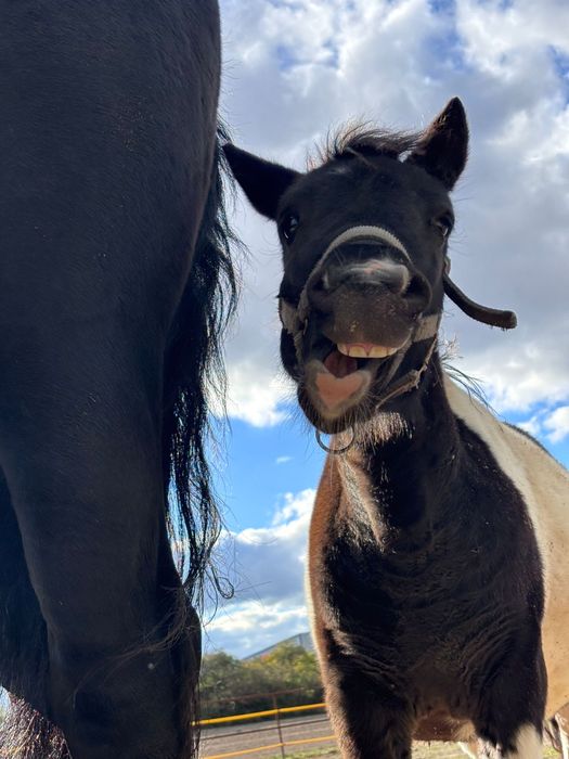 Koń, kucyk, ogierek, ogier