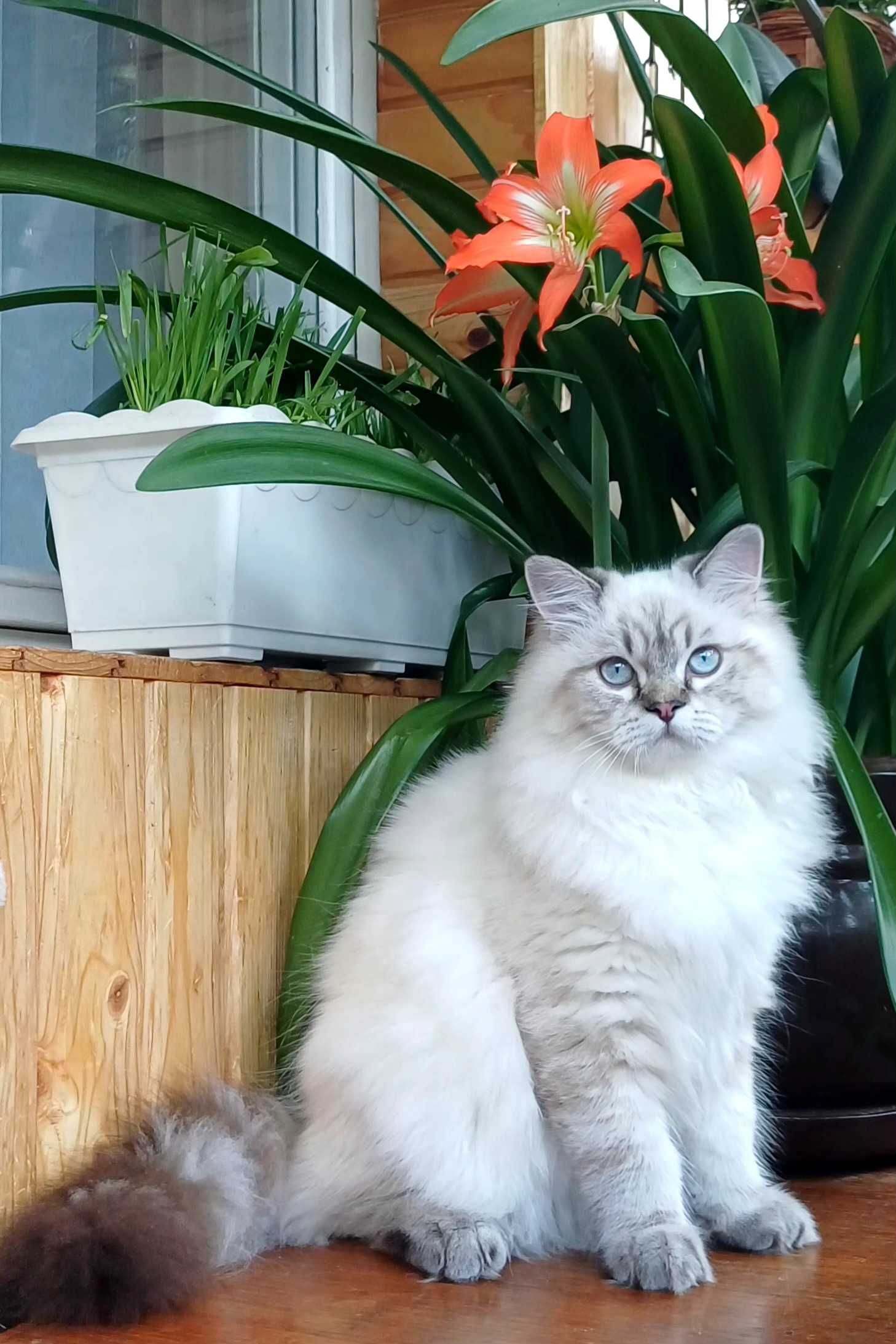 Розкішний шотландський котик