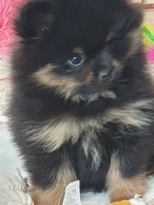 Szpic miniaturowy/,Cudny pomarenian  typ  misia