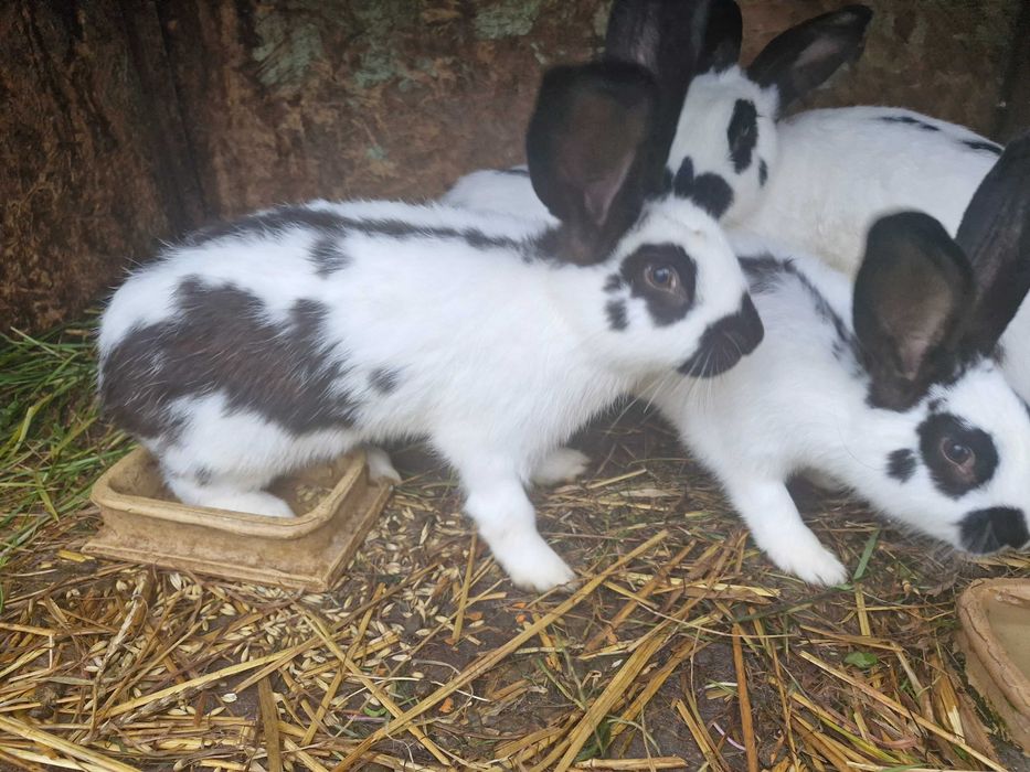 Mam do sprzedania króliki