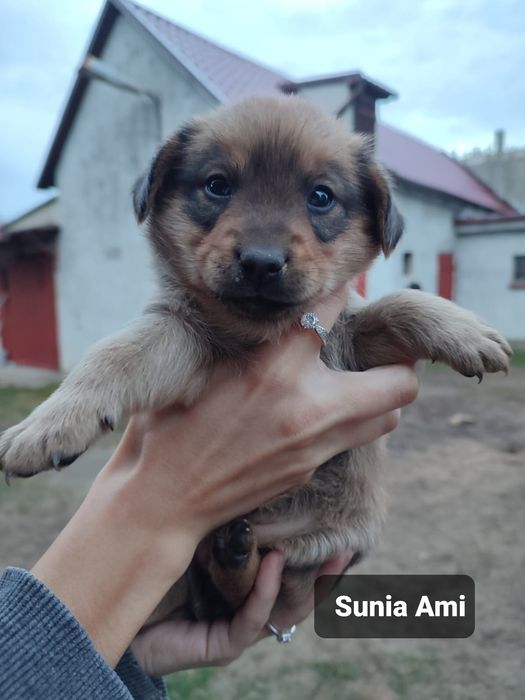Szczeniak do adopcji