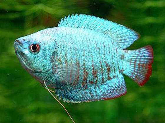 Colisa Cobalto - Trichogaster lalia