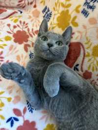 Kot rosyjski niebieski kocurek