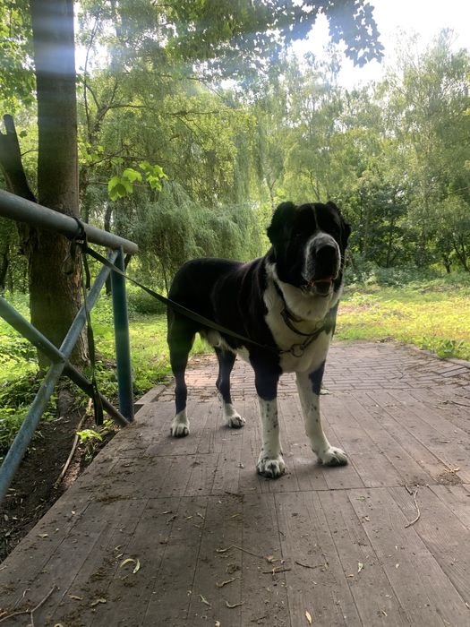 В'язка САВ алабай