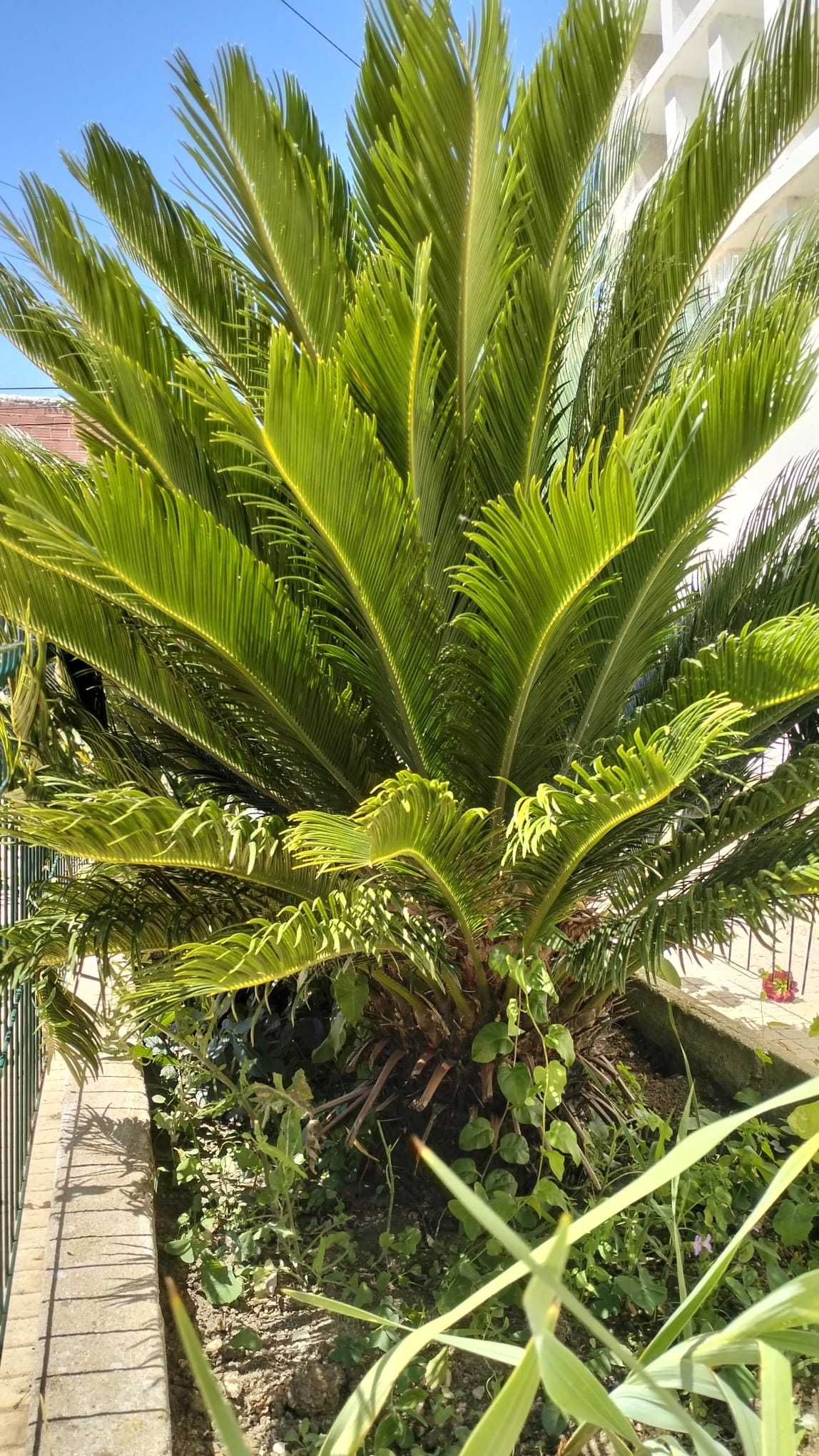 Palmeira Cycas Revoluta