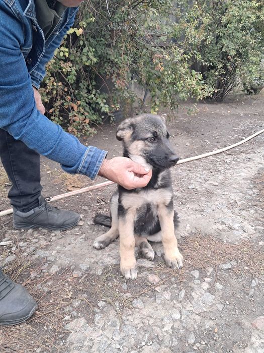 Німецька овчарка