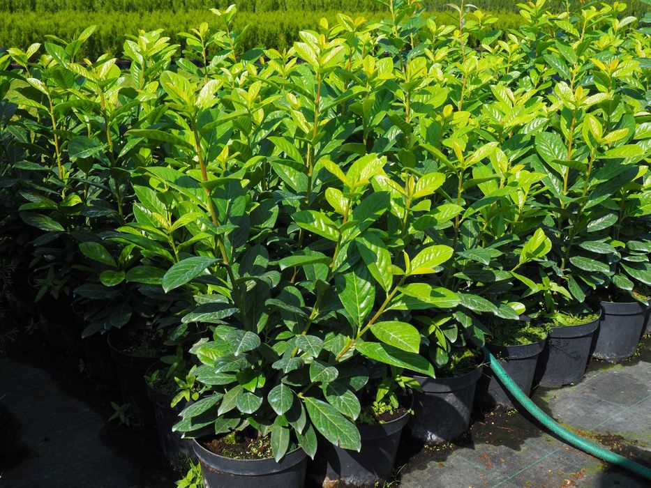 Laurowiśnia rozkrzewiona doniczka 5litrów