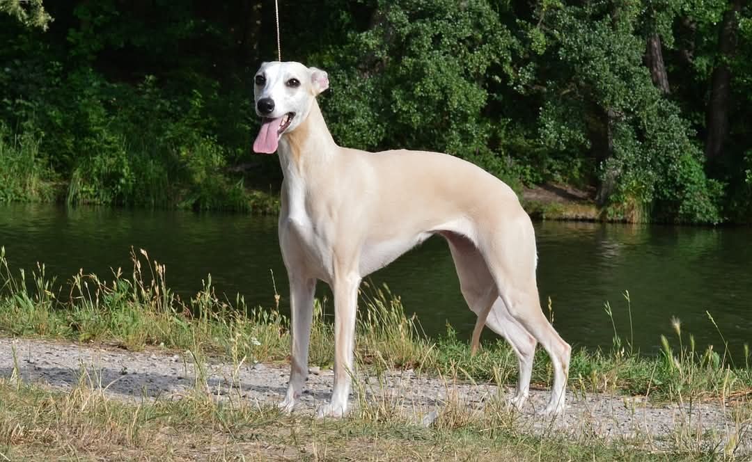 Pies szczenię whippet,  szczenię whippet