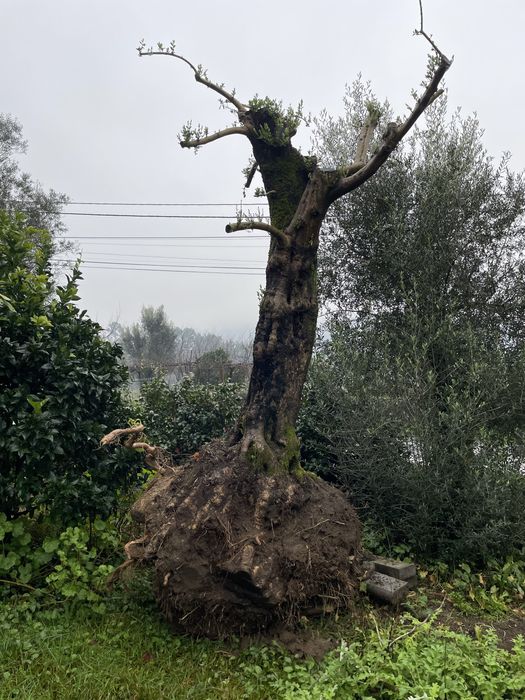 Oliveira ornamental com mais de 100 anos