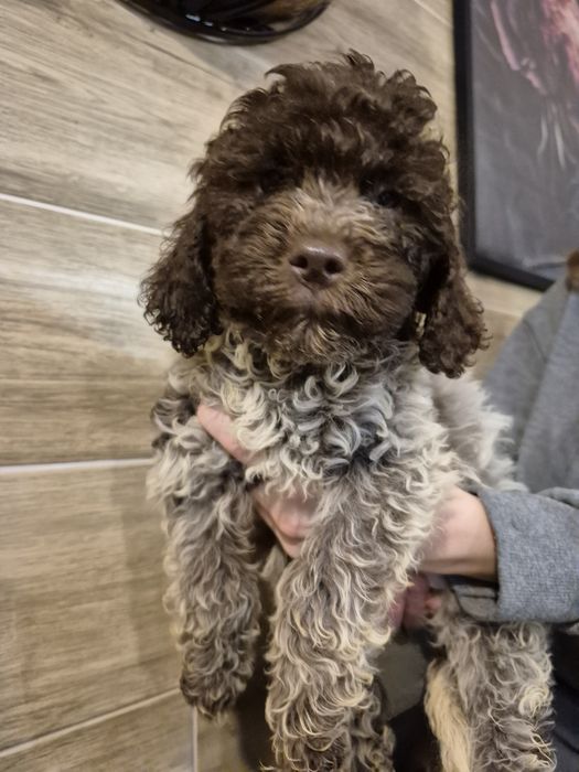 Lagotto romagnolo suczka