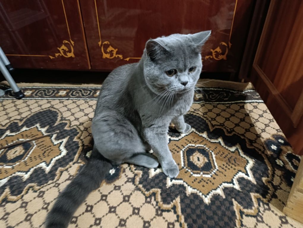 Кошенята британці короткошерсті чистокровні. Попереднє бронювання