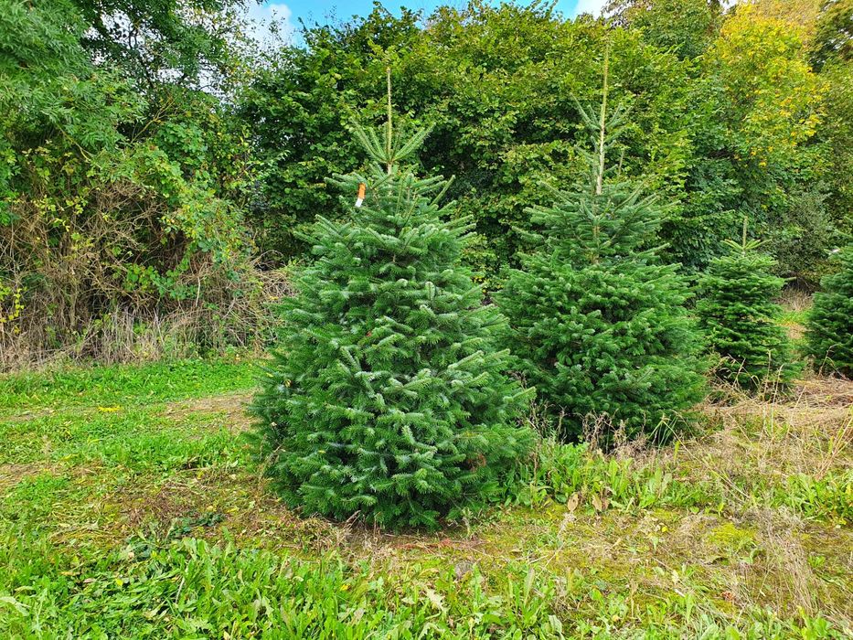 Jodła Kaukaska z plantacji cięta lub w donicy - tuchoinki.pl PLANTACJE