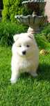 Samoyed /samojed za tydz. gotowe do odbioru