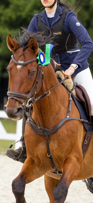 napiersnik 5 punktowy kavalkade