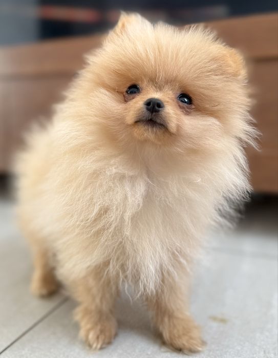 Szpic maly kremowy chlopiec