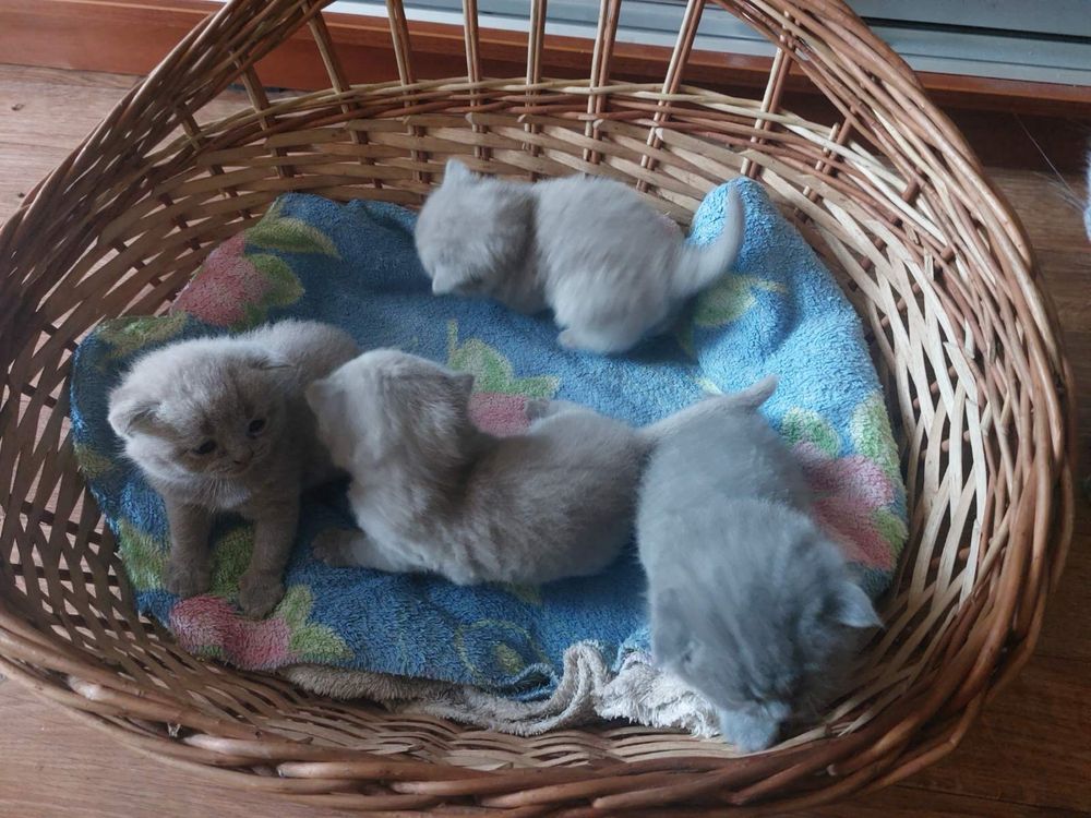 Чудовий котик,британець весловухий