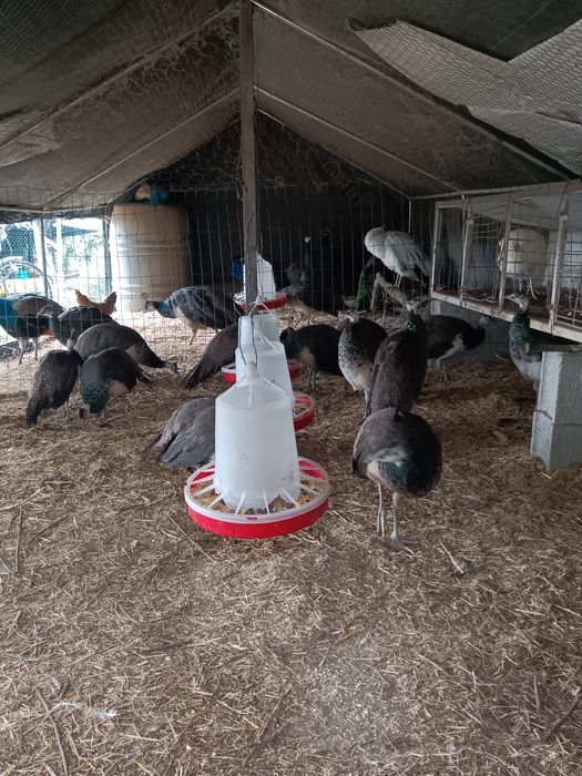 Pavões Diretamente do criador e outros