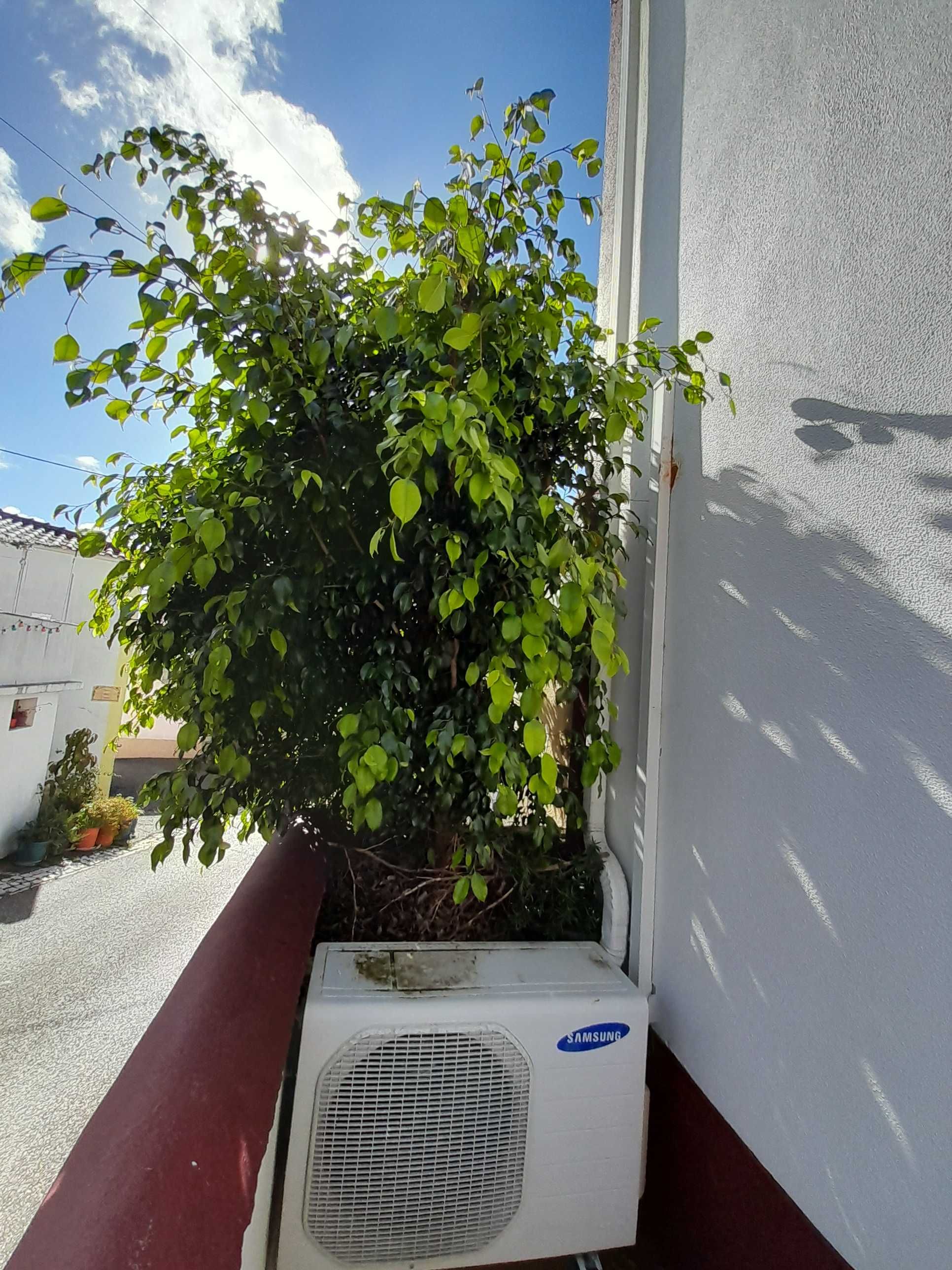 Planta Ficus benjamim 2mts